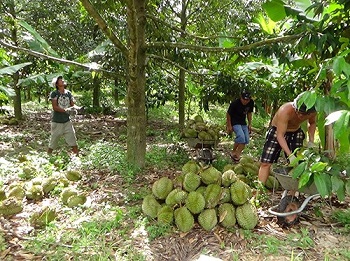 Đồng Nai: Ồ ạt trồng sầu riêng, mặc nguy cơ mất giá